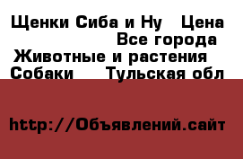 Щенки Сиба и Ну › Цена ­ 35000-85000 - Все города Животные и растения » Собаки   . Тульская обл.